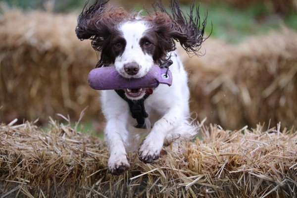 Fun Gundog Summer Sessions