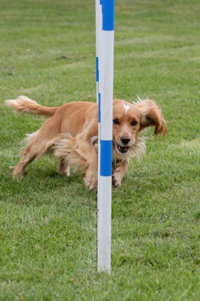 Agility Course Running/Training