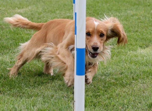 Agility Course Running/Training