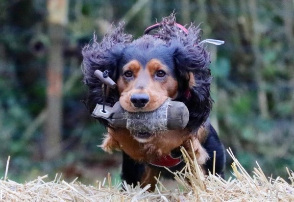 Fun Gundog - Improvers 2