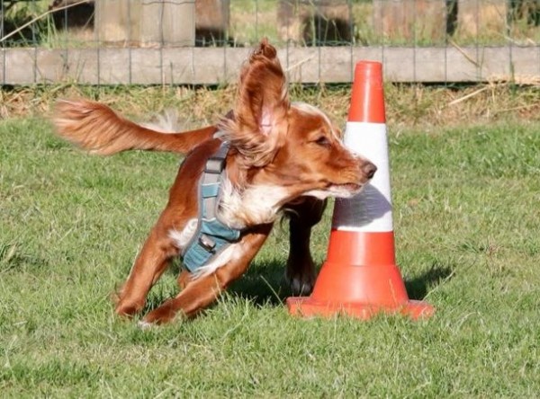 The Spaniel Manual - Chapter 1