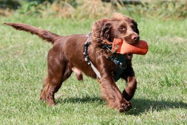 The Spaniel Manual - Chapter 2