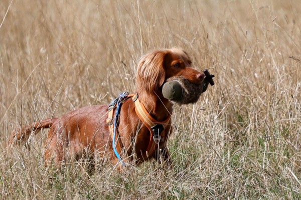 Hunt Together - Spaniel Edition