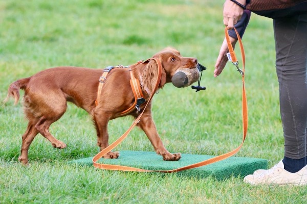 Fun Gundog Puppy /Young Dog