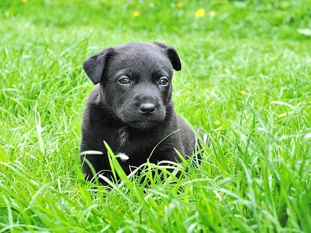Puppy Prep
