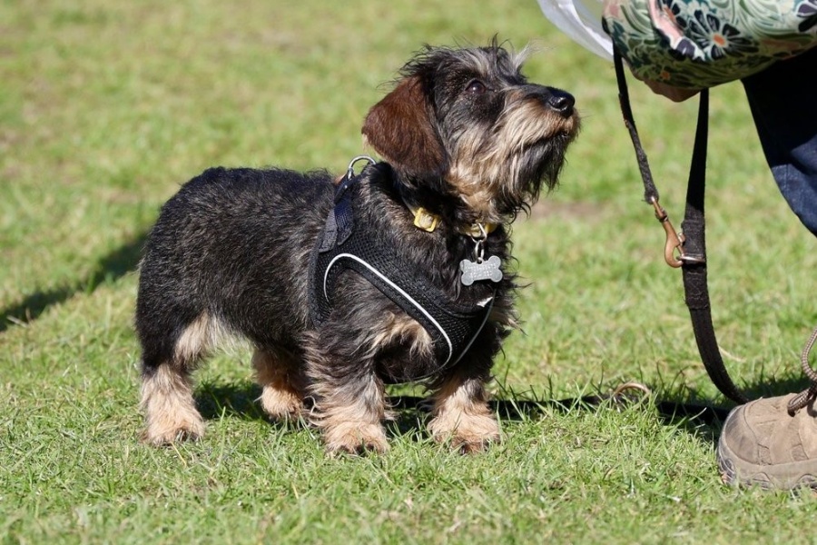 Ultimate Puppy Package