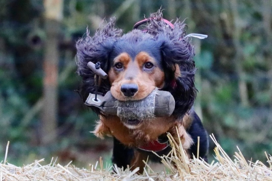 Fun Gundog Classes