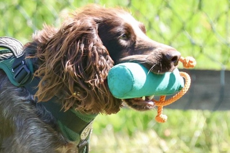 Fun Gundog 1-2-1