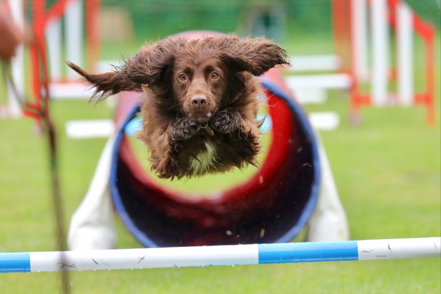 Agility Training