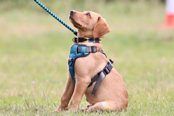 Puppy Classes